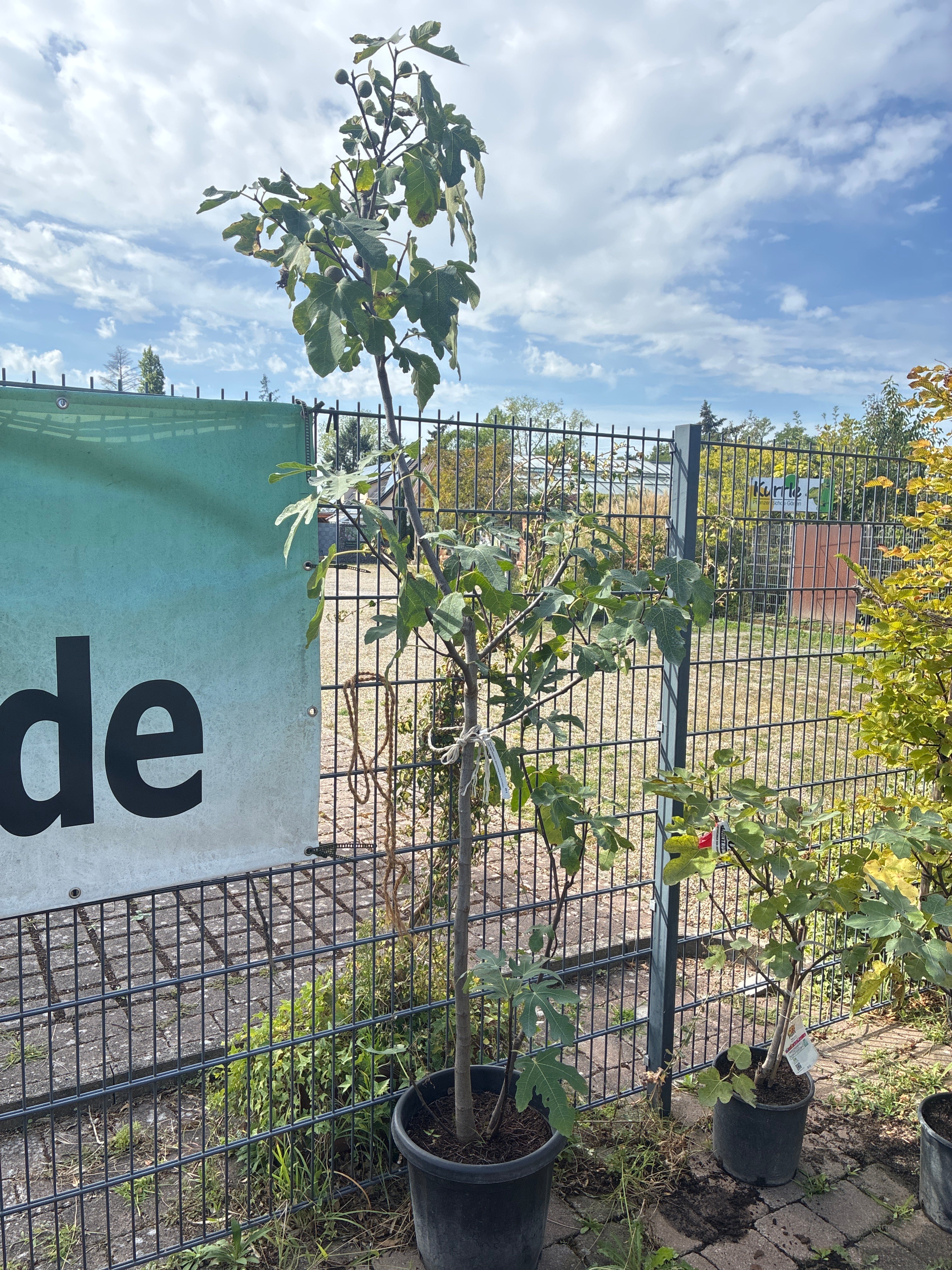Echte Feige / Ficus carica